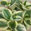 Peperomia Obtusifolia Variegata.