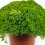 Selaginella Apoda (pot 6 cm ø)