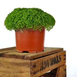 Selaginella Apoda (pot 6 cm ø)