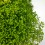 Selaginella Apoda (pot 6 cm ø)