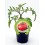 Mudas de tomate Omar Lebanese natural (vaso de 10,5 cm Ø)