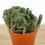 Cactus de Cerveau (pot 12 cm ø).