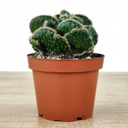 Cactus de Cerveau (pot 12 cm ø).