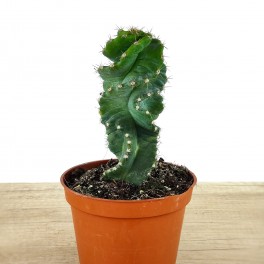 Cereus spiralis (vaso 10,5 cm ø)