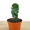 Cereus Spiralis (pot 10,5 cm ø).