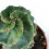 Cereus spiralis (vaso 10,5 cm ø)