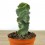 Cereus Spiralis (pot 10,5 cm ø).