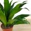 Dracena compacta