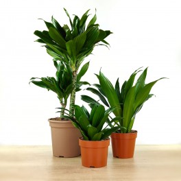 Dracena compacta
