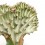 Cactus greffés Euphorbia lactea cristata (pot 12 cm Ø)