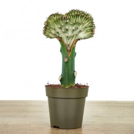 Cactus greffés Euphorbia lactea cristata (pot 12 cm Ø)