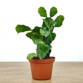 Opuntia brasileña o brasiliopuntia (maceta 7,5 cm ø)
