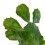 Opuntia brasileña o brasiliopuntia (maceta 7,5 cm ø)