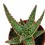Aloe Vitro (pot 8,5 cm ø).