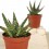 Aloe Vitro (pot 8,5 cm ø).