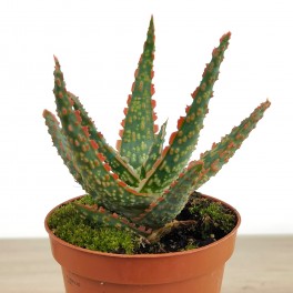 Aloe Vitro (test 8,5 cm ø)