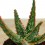 Aloe Vitro (pot 8,5 cm ø).