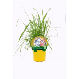 Herbe pour les rongeurs (pot 10,5 cm Ø)