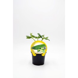 Mudas de pepino holandes Telegraph natural (vaso de 10,5 cm Ø)