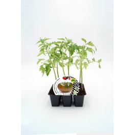 Planter tomàquet híbrid Raf Fimande natural
