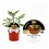 Semis de tomate Raf Fimande hybride naturel