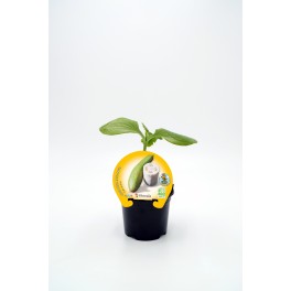 Semis de luffa naturel (pot 10,5 cm Ø)