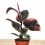 Ficus Elastica Belize