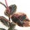 Ficus Elastica Belize
