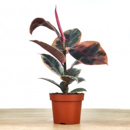 Ficus Elastica Belize