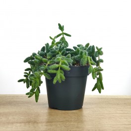 Delosperma echinatum (test 12 cm Ø)