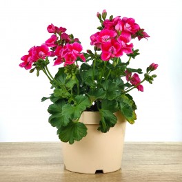 Geranio Pretty Little (maceta 15 cm ø)