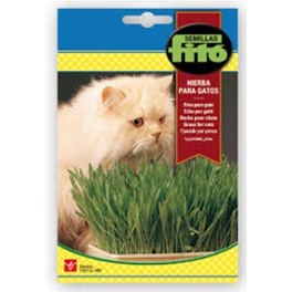Graine d'Herbe pour Chat.