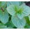 Menta
