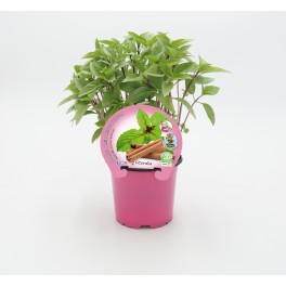 Manjericão canela (vaso 10,5 cm Ø)
