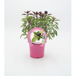 Basilic thai (pot 10,5 cm Ø)