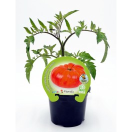 Semis de Tomate Brutus Naturel (pot Ø 10,5 cm).