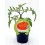 Plantel tomate Brutus natural (maceta 10,5 cm Ø)