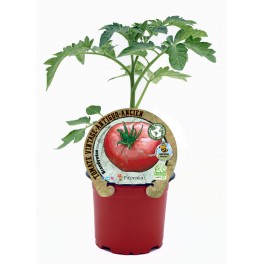 Semis de Tomate Brandywine Naturel (pot 10,5 cm Ø).