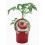 Plantel tomate Brandywine natural (maceta 10,5 cm Ø)