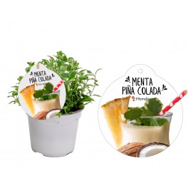 Menthe Piña Colada (pot 14 cm Ø)