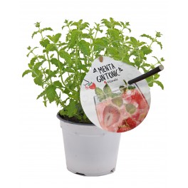Menthe Gin Tonic (pot 14 cm Ø)