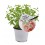 Menta Gin Tonic (maceta 14 cm Ø)