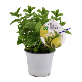 Hortelã Caipirinha  (vaso de 14 cm Ø)