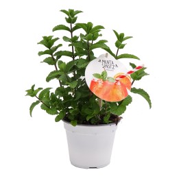 Hortelã Spritz (vaso de 14 cm Ø)