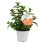 Hortelã Spritz (vaso de 14 cm Ø)
