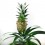 Planta piña o ananas (maceta 12 cm Ø)