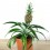 Planta pinya o ananas (test 10,5 cm Ø)
