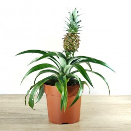 Plante d'ananas (pot 10,5 cm Ø)