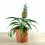 Planta piña o ananas (maceta 12 cm Ø)