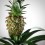 Plante d'ananas (pot 10,5 cm Ø)